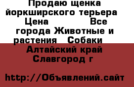 Продаю щенка йоркширского терьера  › Цена ­ 20 000 - Все города Животные и растения » Собаки   . Алтайский край,Славгород г.